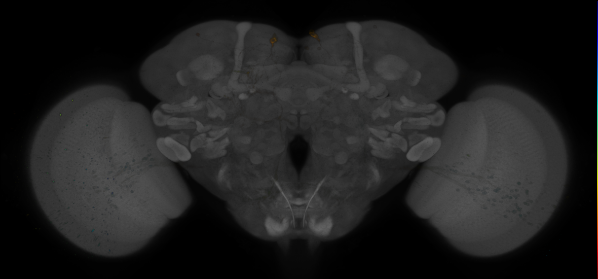 JRC_R48E11 GAL4 in the adult brain