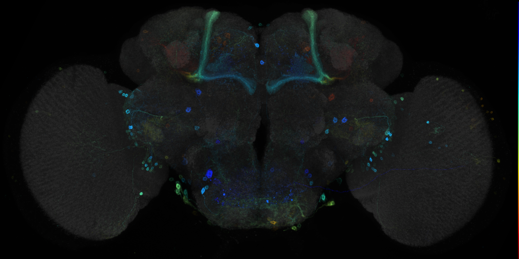 JRC_R48B09 GAL4 in the adult brain