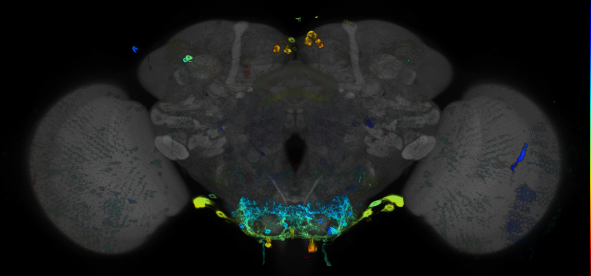 P{GMR37G01-GAL4} expression pattern