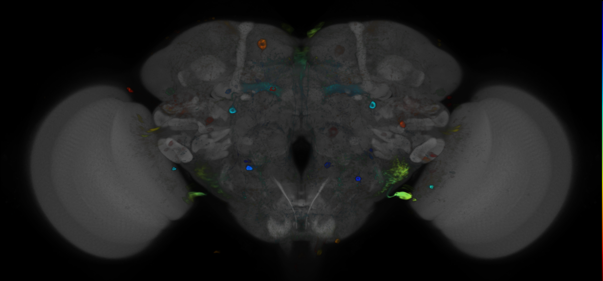 JRC_R11C07 GAL4 in the adult brain