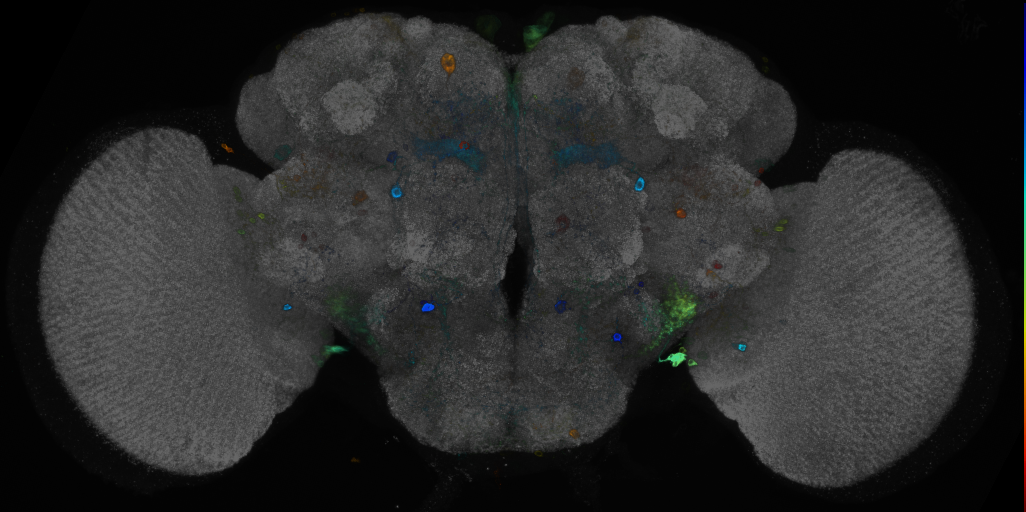 JRC_R11C07 GAL4 in the adult brain