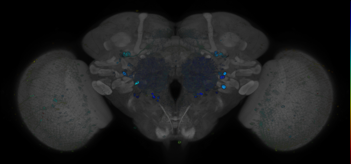 JRC_R94G06 GAL4 in the adult brain
