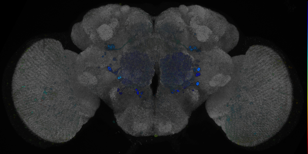 JRC_R94G06 GAL4 in the adult brain