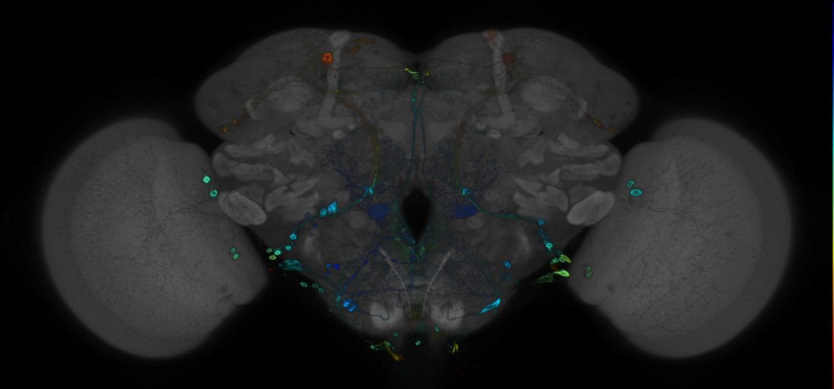 P{GMR80D03-GAL4} expression pattern
