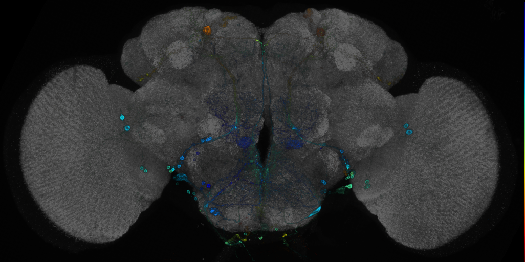 P{GMR80D03-GAL4} expression pattern