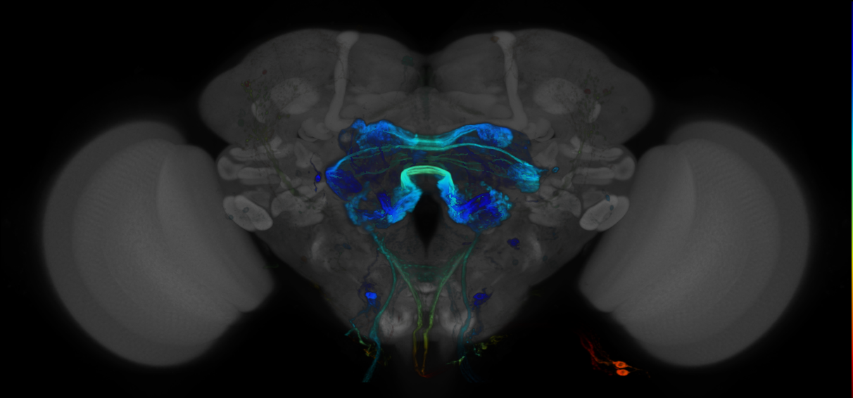 JRC_R67A11 GAL4 in the adult brain