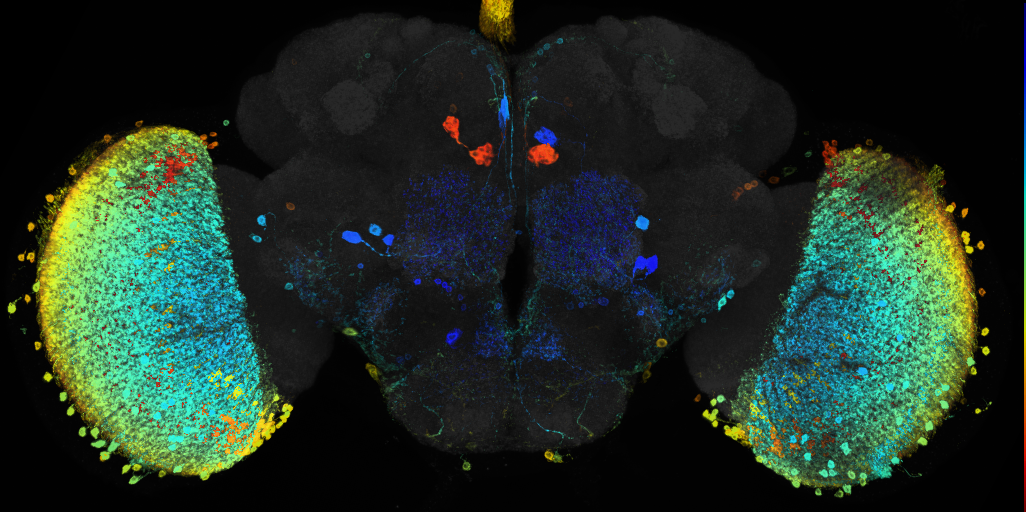 JRC_R26H02 GAL4 in the adult brain
