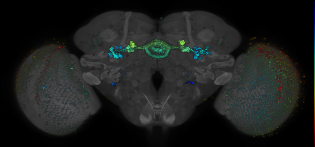 JRC_R15D10 GAL4 in the adult brain