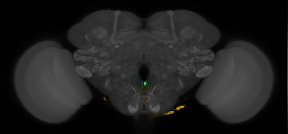 P{GMR16F09-GAL4} expression pattern