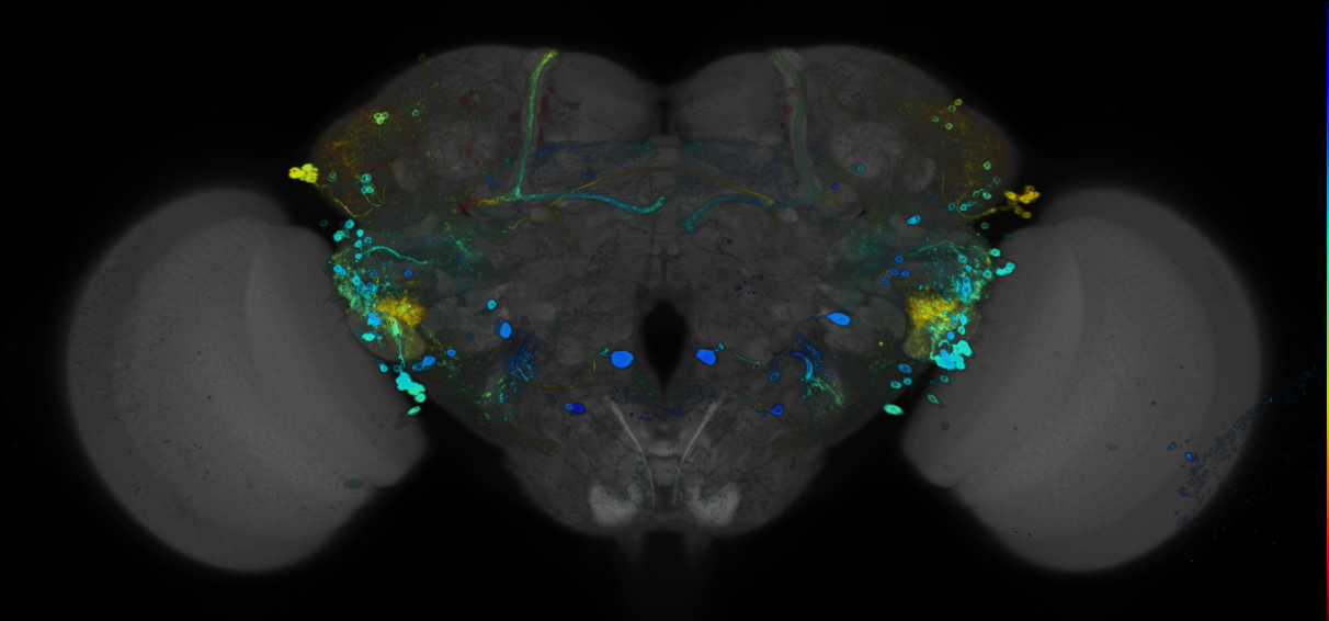 JRC_R47B03 GAL4 in the adult brain