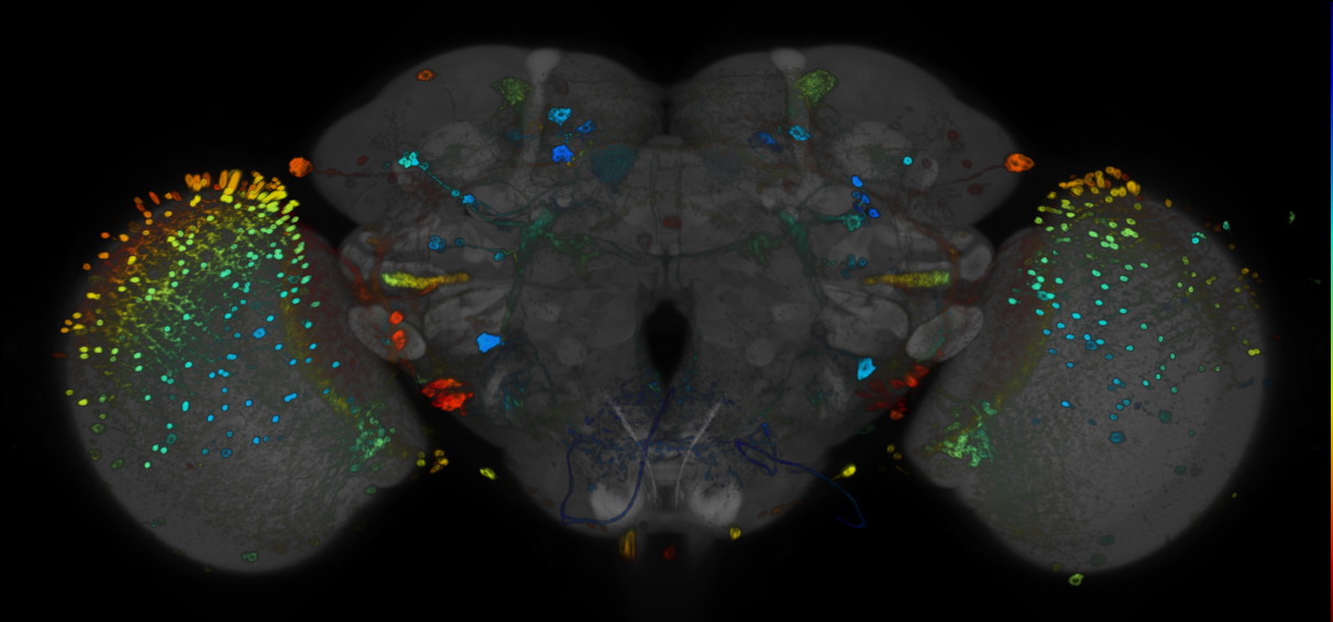 JRC_R47D11 GAL4 in the adult brain