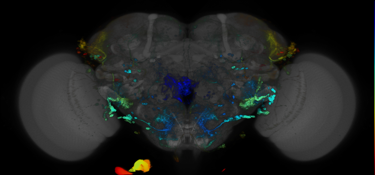 JRC_R41G09 GAL4 in the adult brain