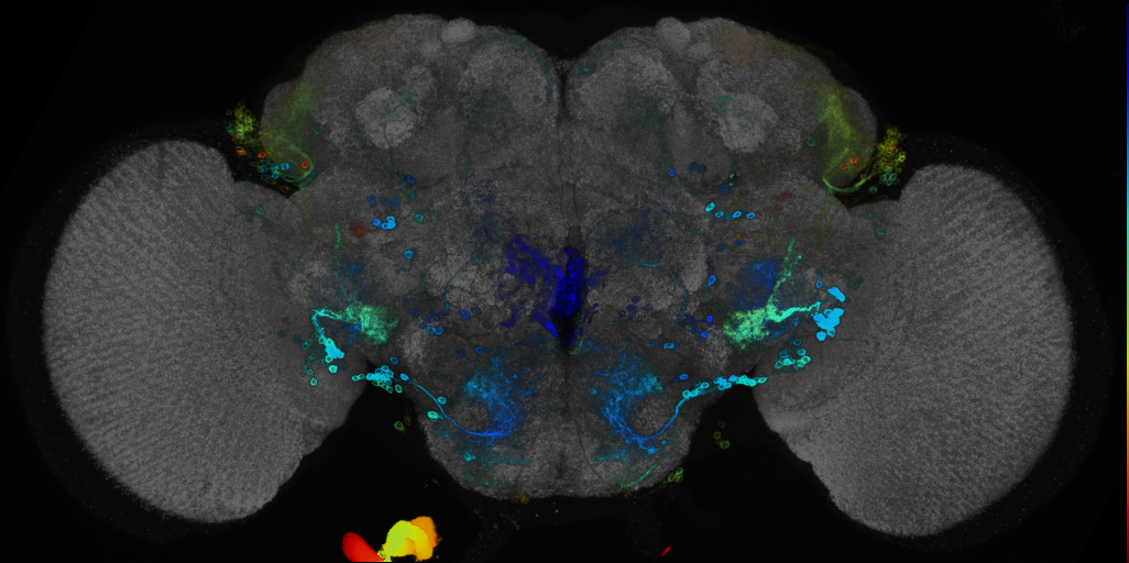 JRC_R41G09 GAL4 in the adult brain