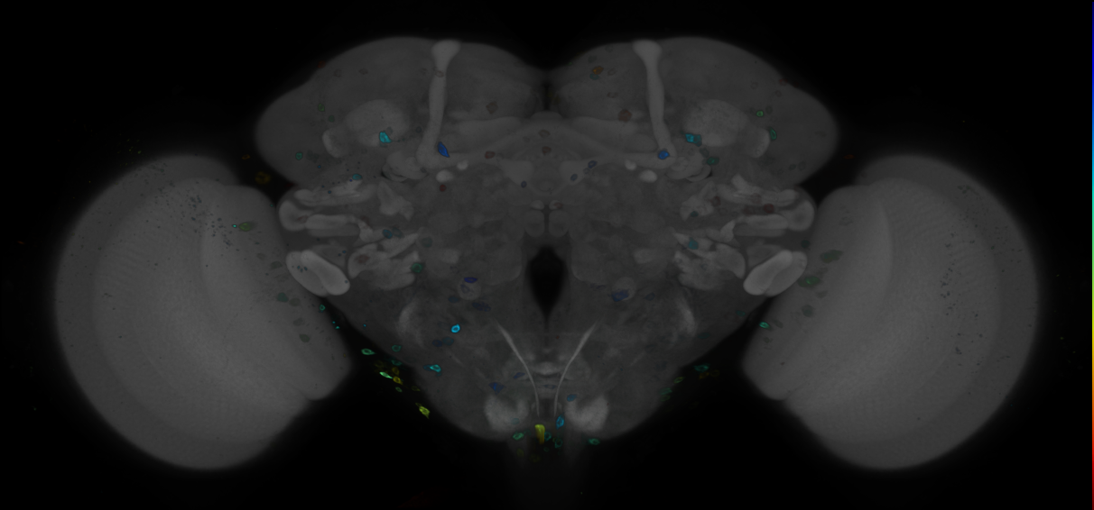 P{GMR12A08-GAL4} expression pattern
