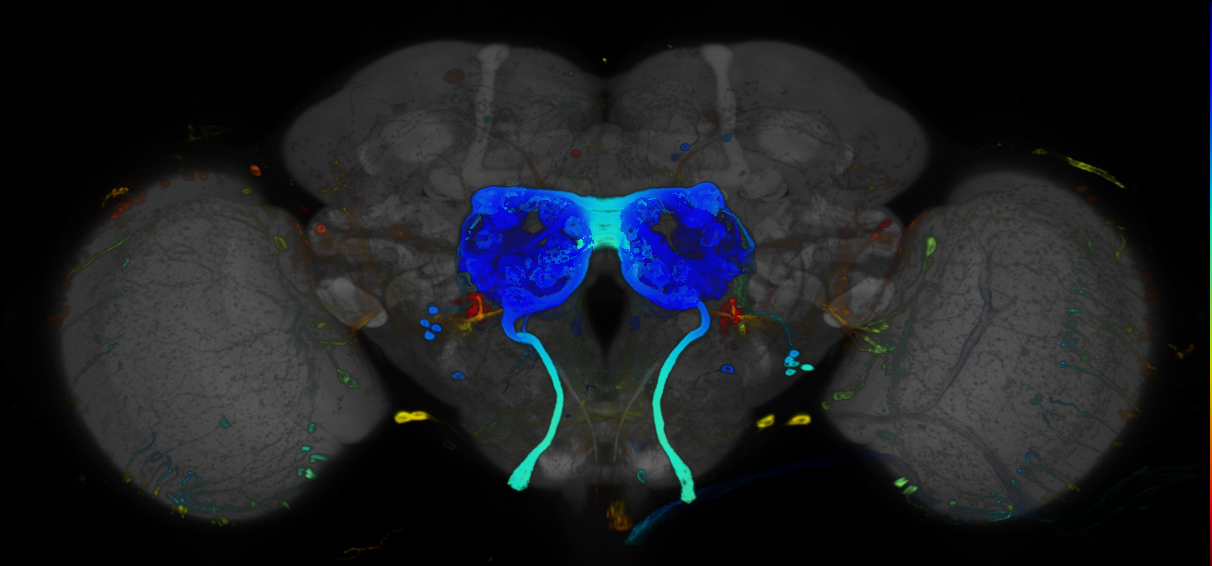 P{GMR93E10-GAL4} expression pattern