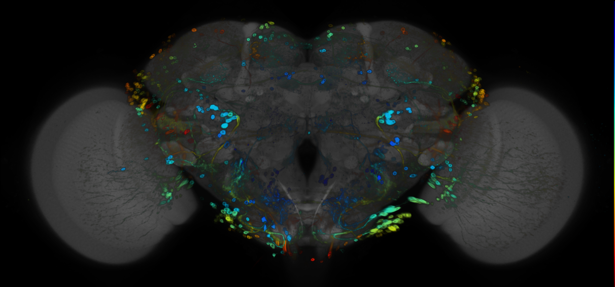 P{GMR42B08-GAL4} expression pattern