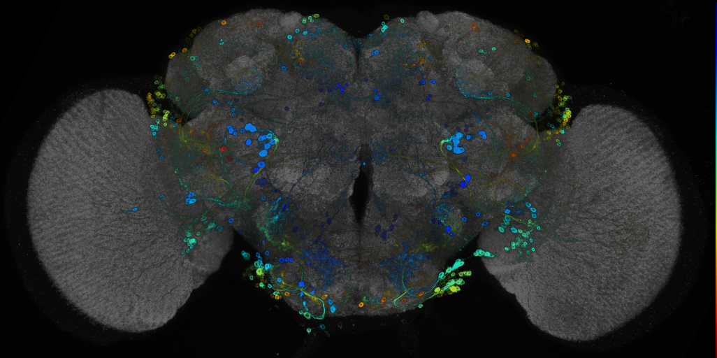 P{GMR42B08-GAL4} expression pattern