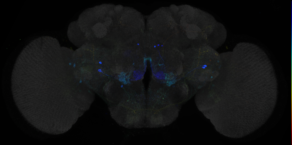 JRC_R30G12 GAL4 in the adult brain