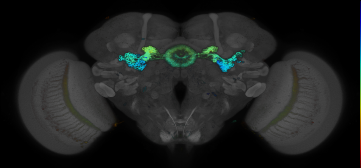 P{GMR80D07-GAL4} expression pattern