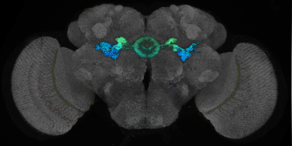 P{GMR80D07-GAL4} expression pattern