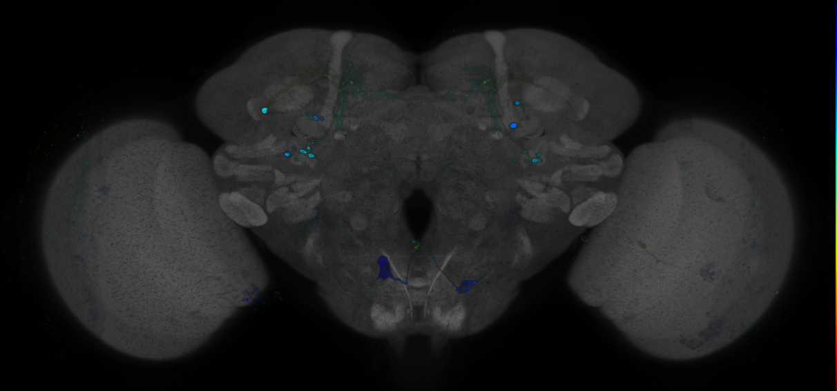 P{GMR83B05-GAL4} expression pattern