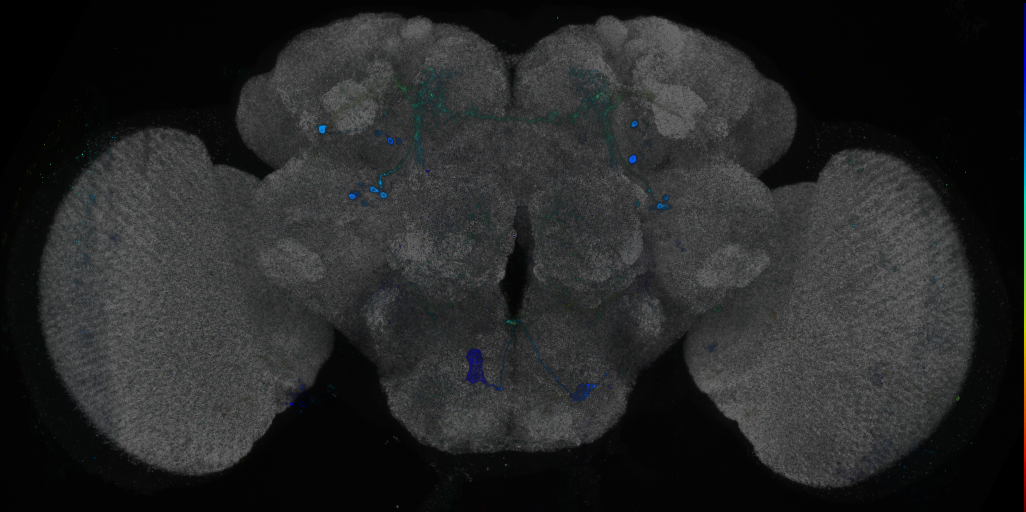 P{GMR83B05-GAL4} expression pattern
