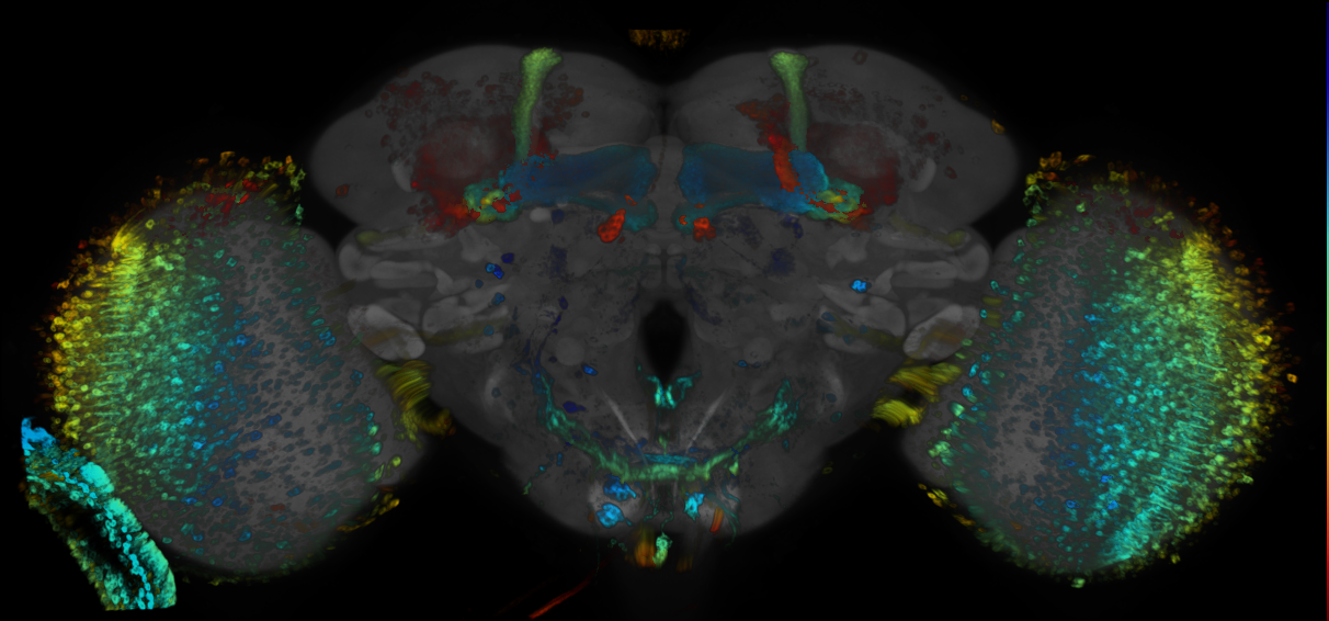 JRC_R78H09 GAL4 in the adult brain