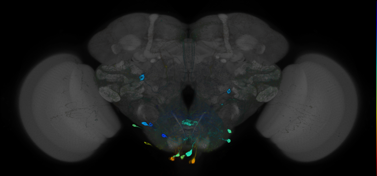 JRC_R50E07 GAL4 in the adult brain