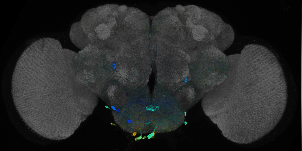 JRC_R50E07 GAL4 in the adult brain
