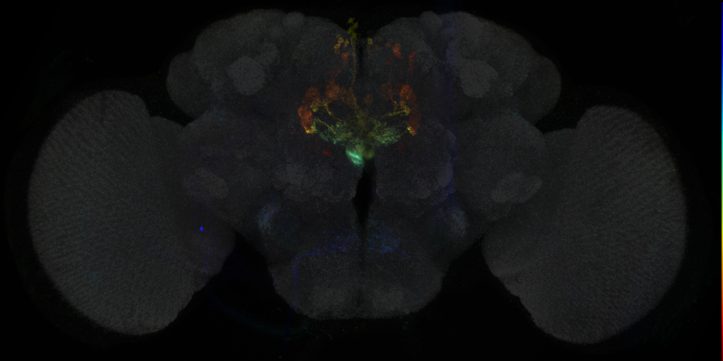 JRC_R24B05 GAL4 in the adult brain