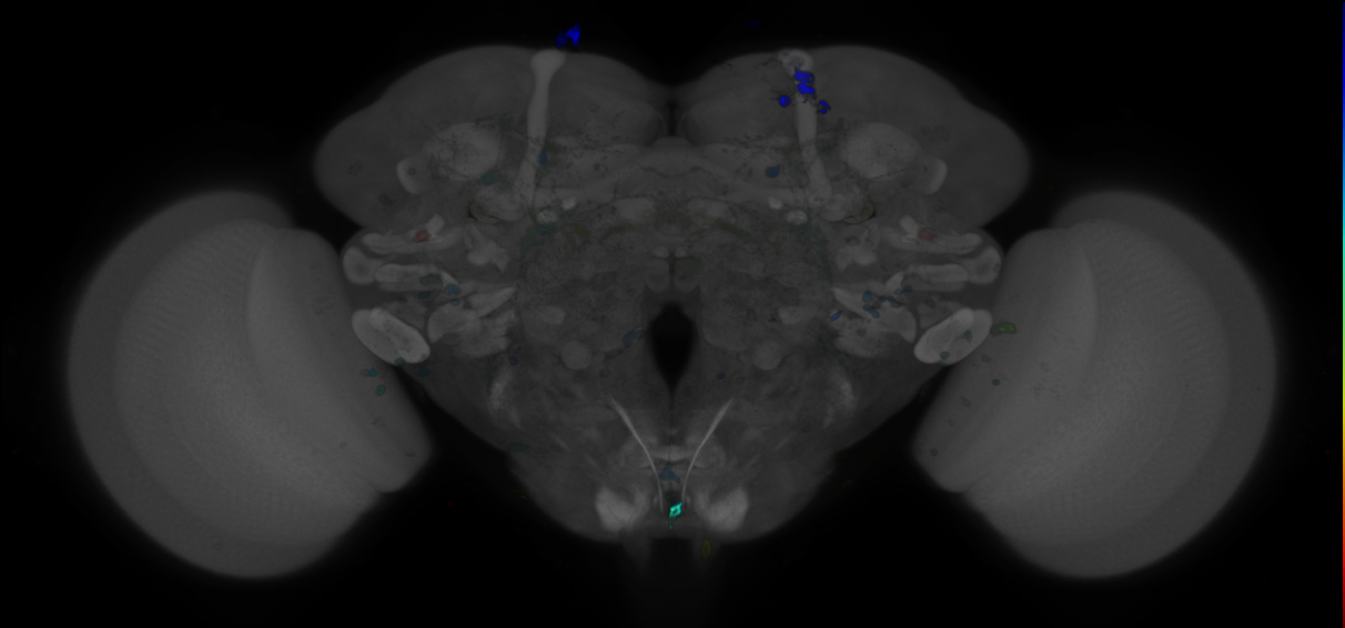 JRC_R68B12 GAL4 in the adult brain