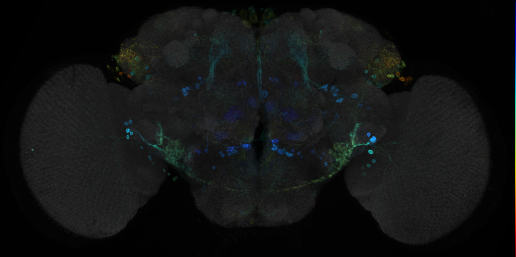 JRC_R22B02 GAL4 in the adult brain