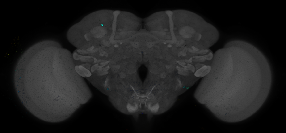 P{GMR73F12-GAL4} expression pattern