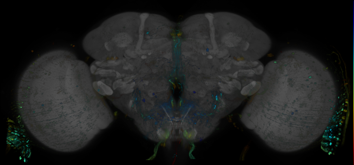 JRC_R69A02 GAL4 in the adult brain