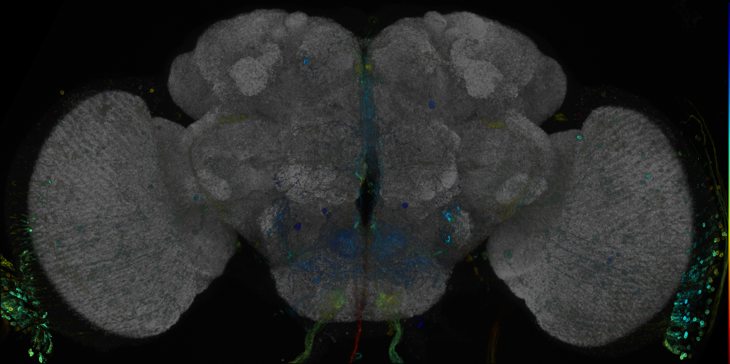 JRC_R69A02 GAL4 in the adult brain