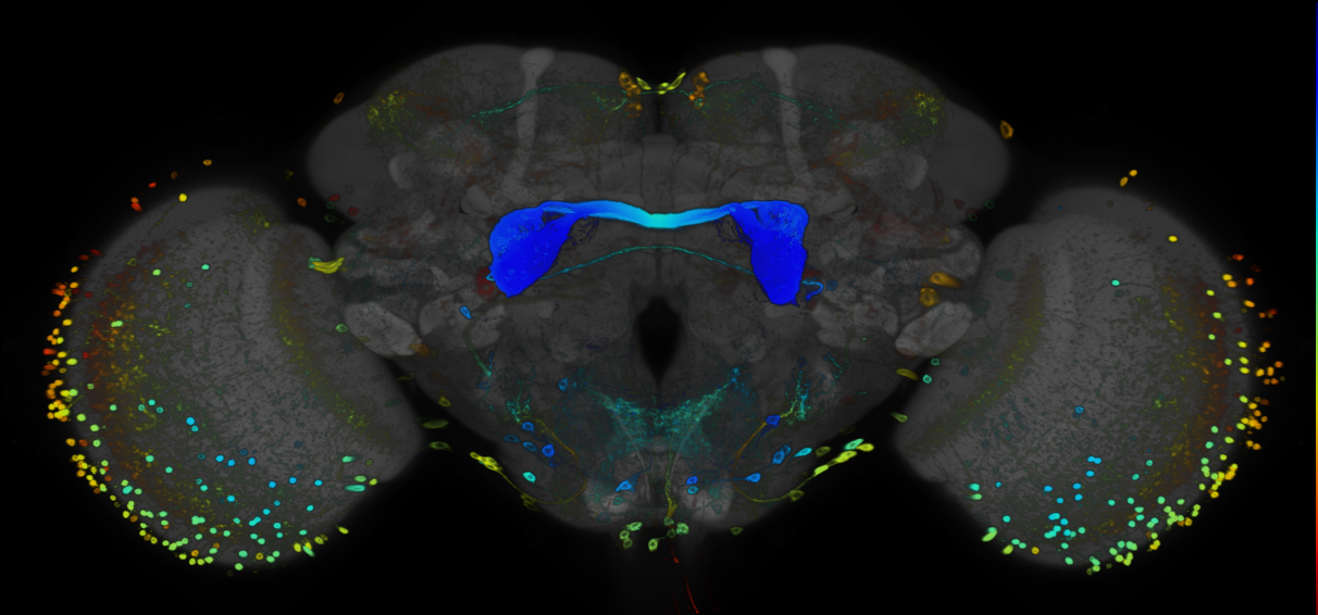 JRC_R85A10 GAL4 in the adult brain