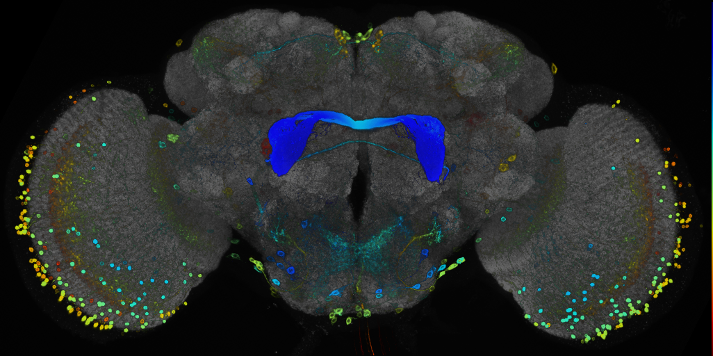 JRC_R85A10 GAL4 in the adult brain