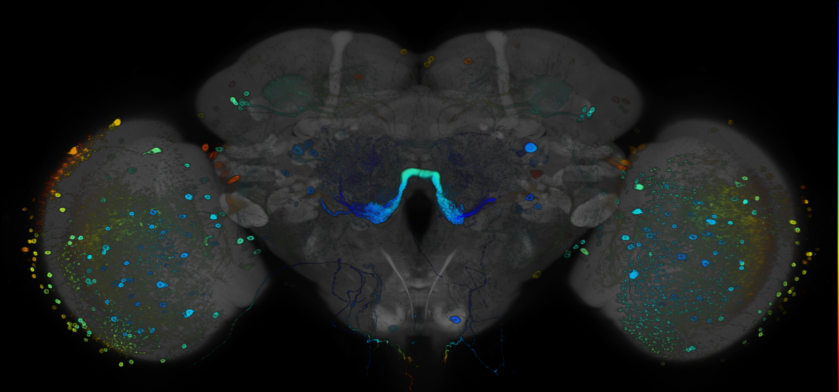 JRC_R87C07 GAL4 in the adult brain