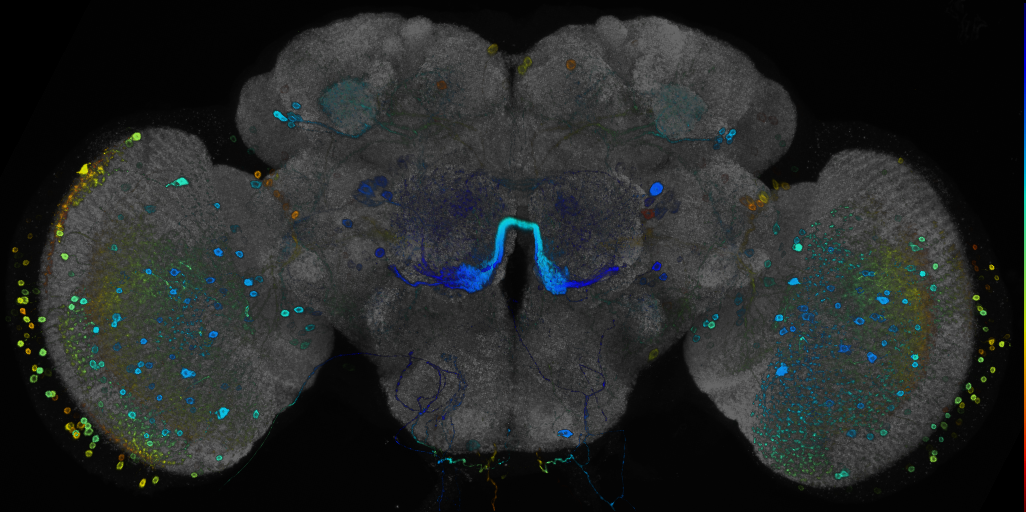 JRC_R87C07 GAL4 in the adult brain