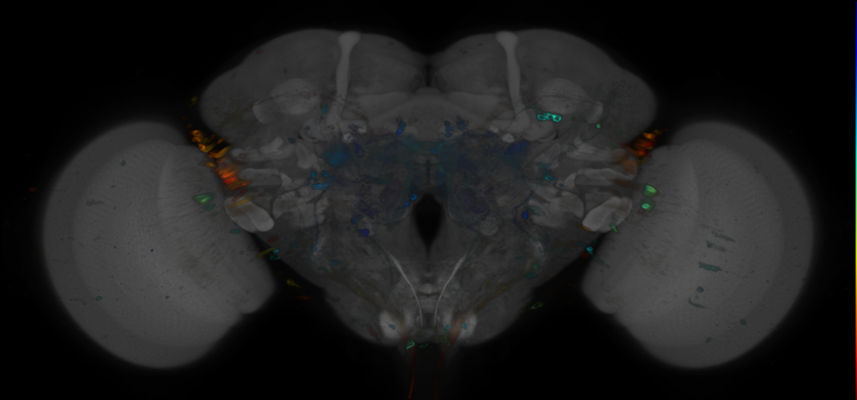 JRC_R79A05 GAL4 in the adult brain