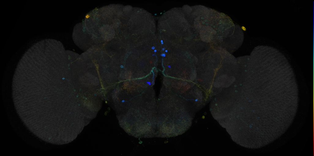 JRC_R34C05 GAL4 in the adult brain