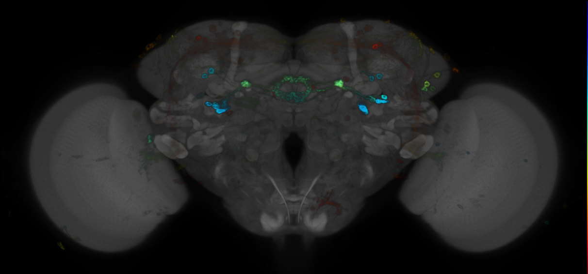 JRC_R14F03 GAL4 in the adult brain