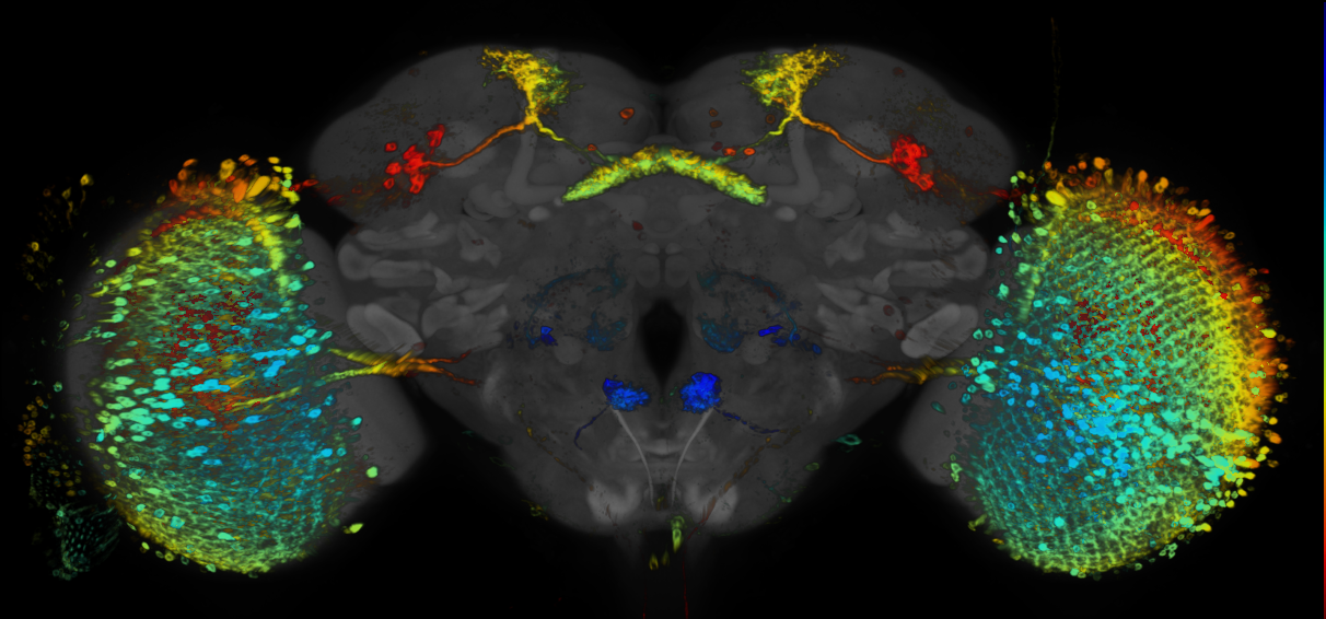 JRC_R51C07 GAL4 in the adult brain