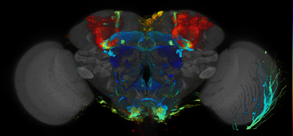 P{GMR72D03-GAL4} expression pattern