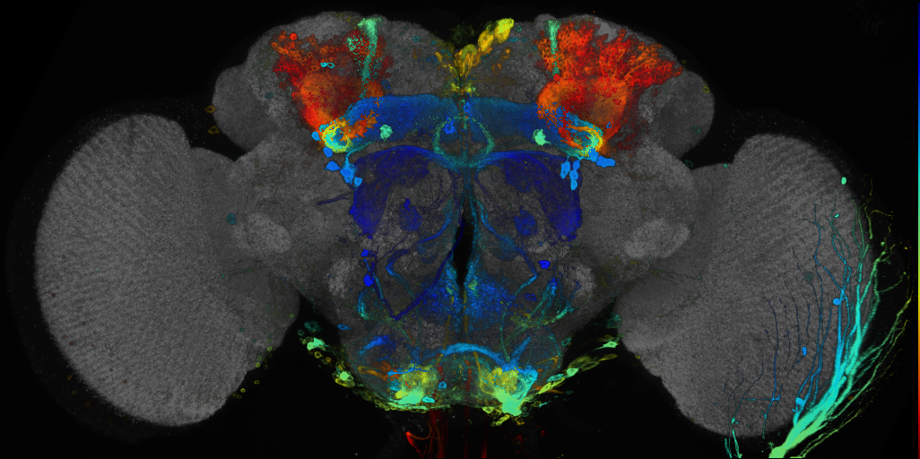 P{GMR72D03-GAL4} expression pattern