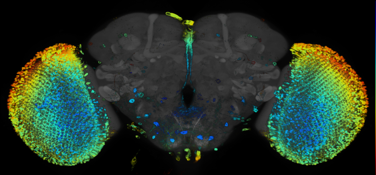 JRC_R89B08 GAL4 in the adult brain