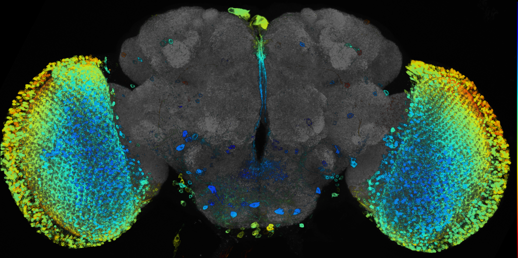 JRC_R89B08 GAL4 in the adult brain