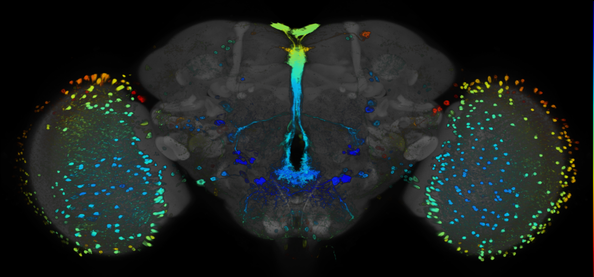 P{GMR93D04-GAL4} expression pattern