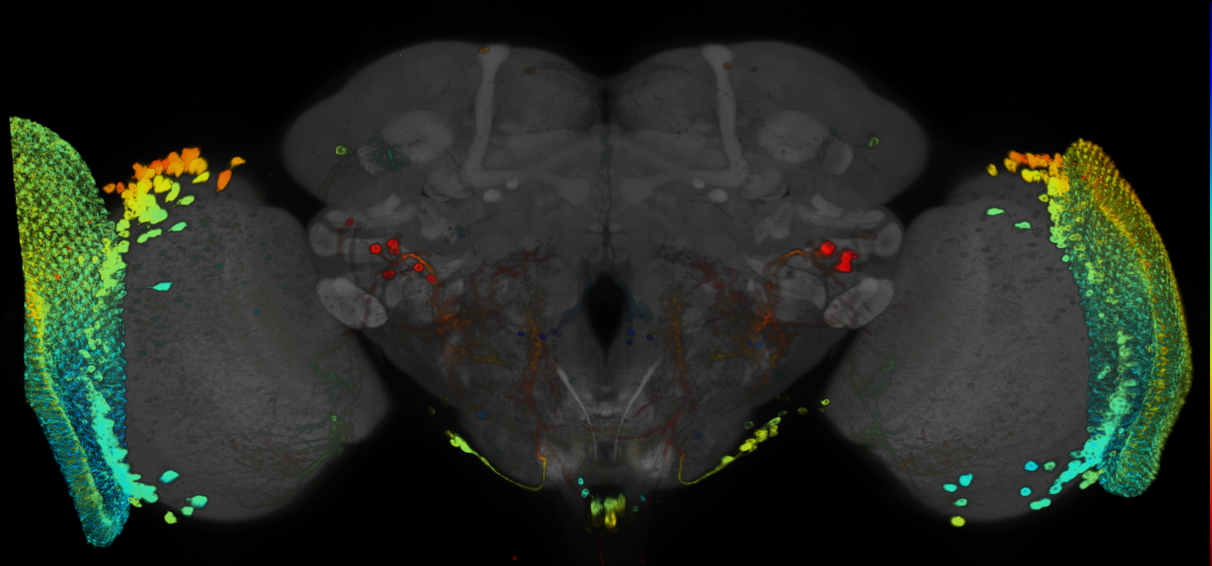 JRC_R92A10 GAL4 in the adult brain