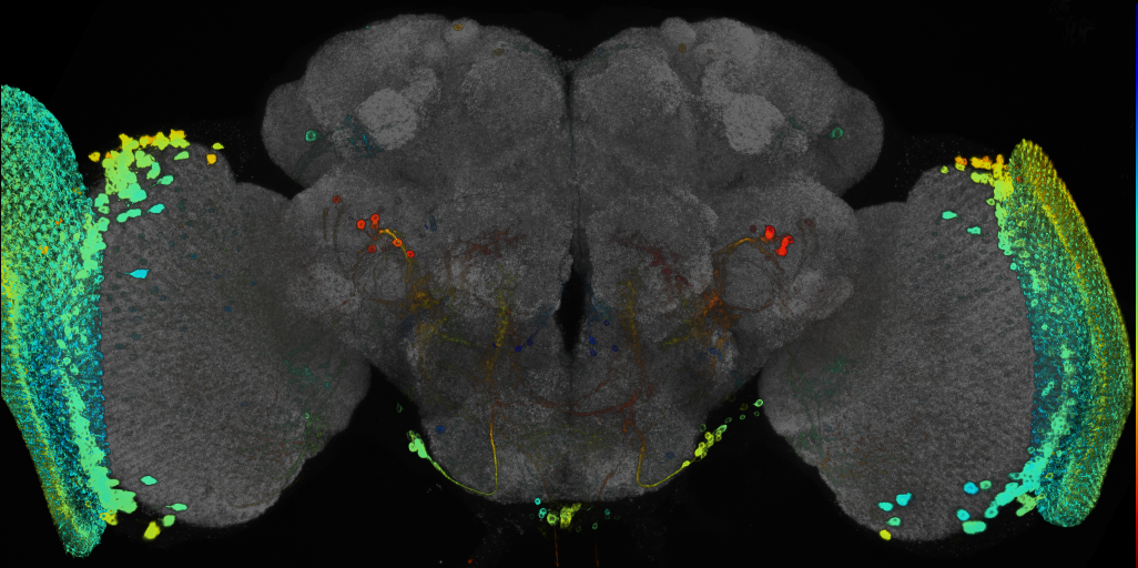 JRC_R92A10 GAL4 in the adult brain